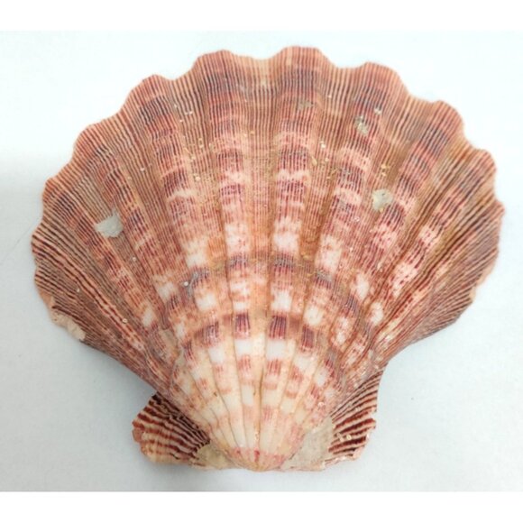 4 Pcs Large Great Scallop Sea Shells 5-5.5" Lion's Paw For Craft Fish Tank Decor - Picture 8 of 16